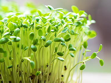 Todo lo que necesitas saber de "Microgreens"